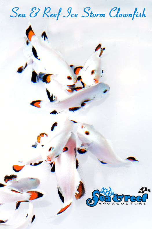 Detail photo for Ice Storm Clownfish