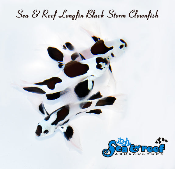 Detail photo for Longfin Black Storm Clownfish