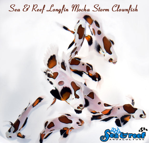 Detail photo for Longfin Mocha Storm Clownfish