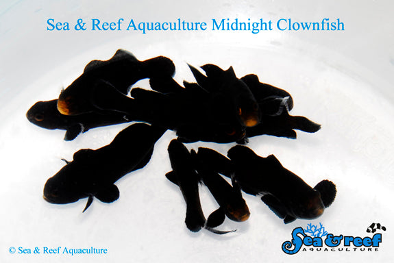 Detail photo for Midnight Clownfish