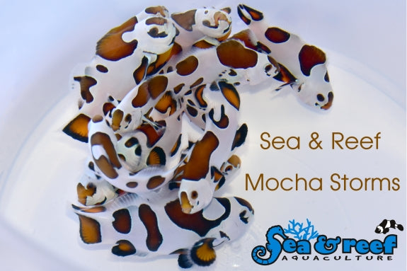 Detail photo for Mocha Storm Clownfish