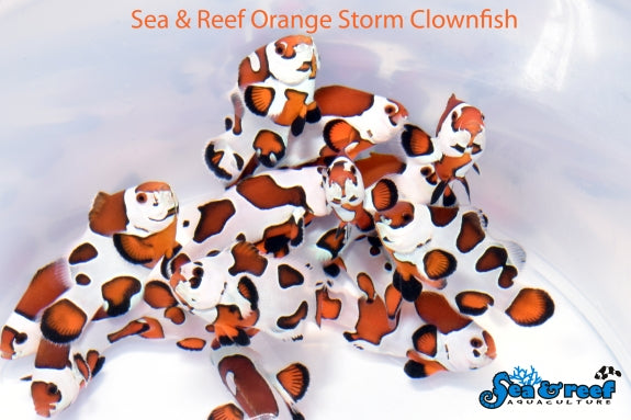 Detail photo for Orange Storm Clownfish