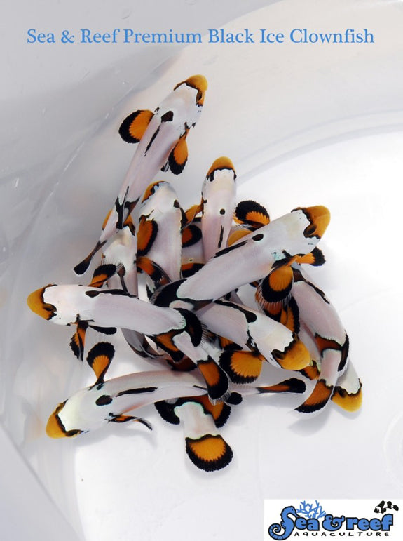 Detail photo for Premium Black Ice Clownfish