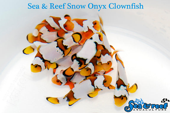 Detail photo for Snow Onyx Clownfish