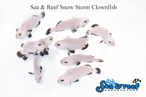 Detail photo for Snow Storm Clownfish