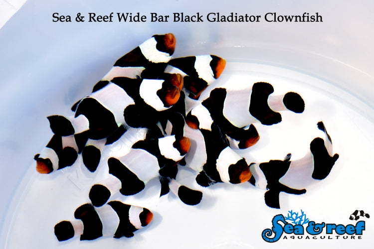 Detail photo for Wide Bar Black Gladiator Clownfish