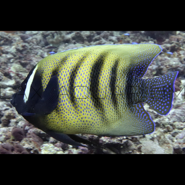Six Bar Angelsfish