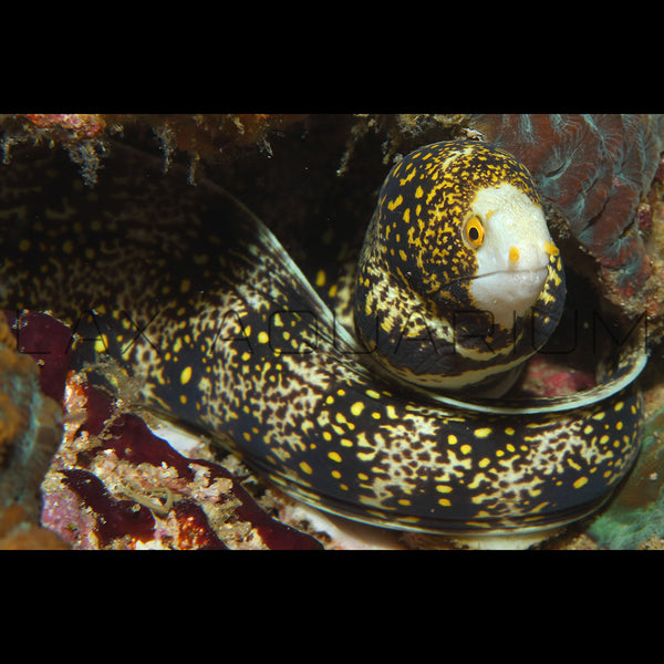 Snowflake Eel