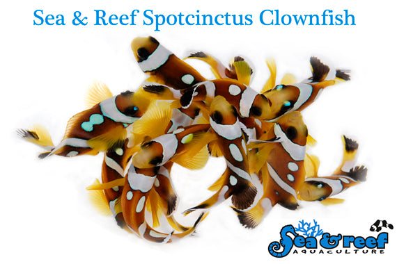 Detail photo for Spotcinctus Clownfish