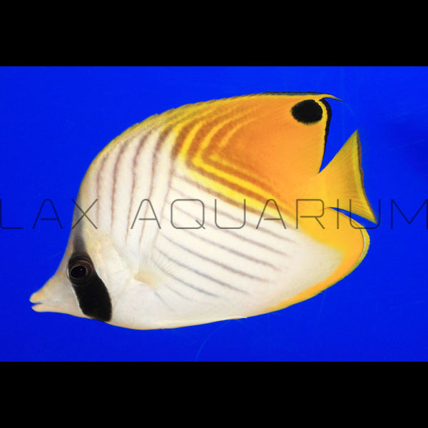 Threadfin Butterfly Fish