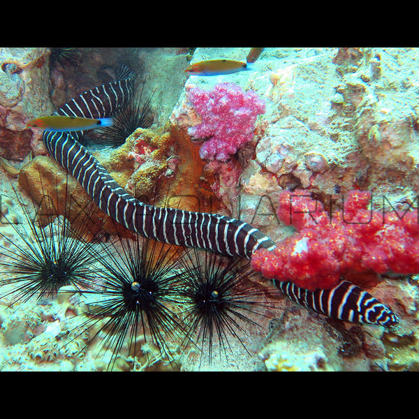 Zebra Moray Eel