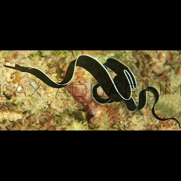 Black Yellow Ribbon Eel