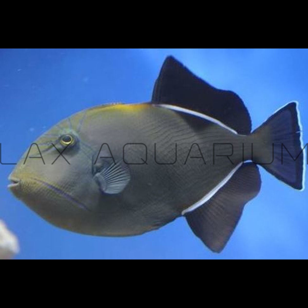 Black Hawaiian Triggerfish