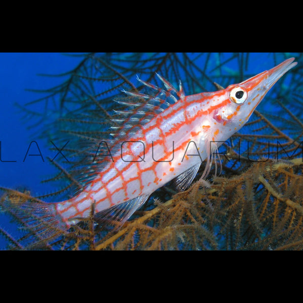 Long Nose Hawkfish