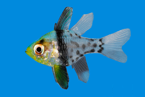 Detail photo for Pajama Cardinalfish Cardinals