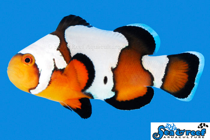 Detail photo for Black Ice Clownfish