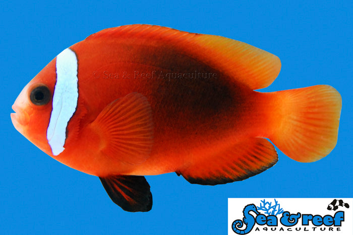 Detail photo for Cinnamon Clownfish