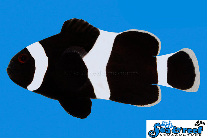 Detail photo for Darwin Clownfish