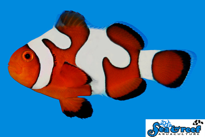 Detail photo for DaVinci Ocellaris Grade B Clownfish