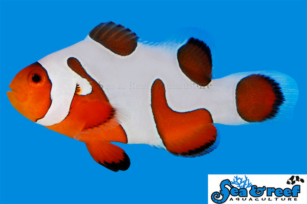 Detail photo for DaVinci Ocellaris Extreme Clownfish