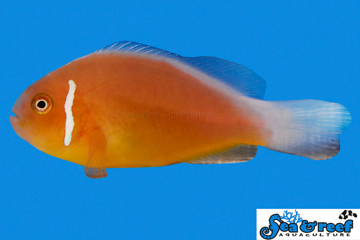 Detail photo for Fiji Pink Skunk Clownfish