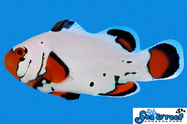 Detail photo for Frostbite Clownfish