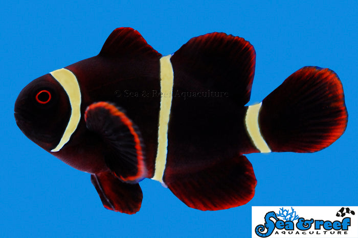 Detail photo for Gold Stripe Maroon Clownfish