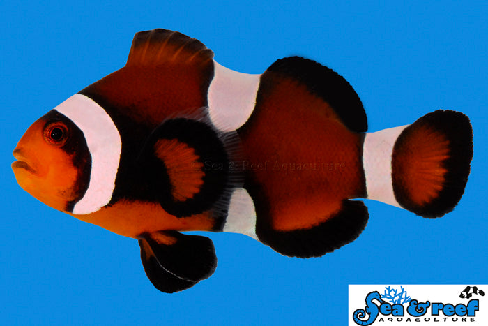 Detail photo for Maine Mocha Clownfish