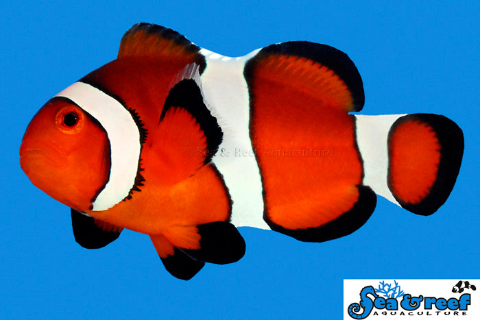 Detail photo for Ocellaris Clownfish