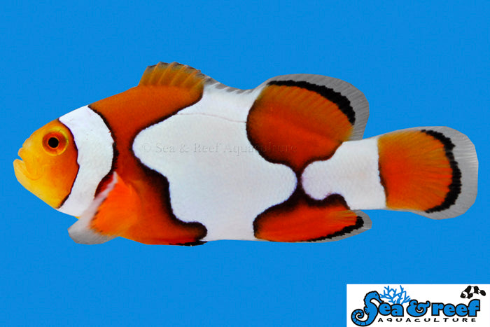 Detail photo for Picasso Clownfish