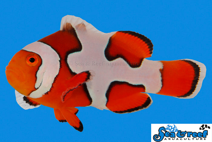 Detail photo for Premium Picasso Clownfish