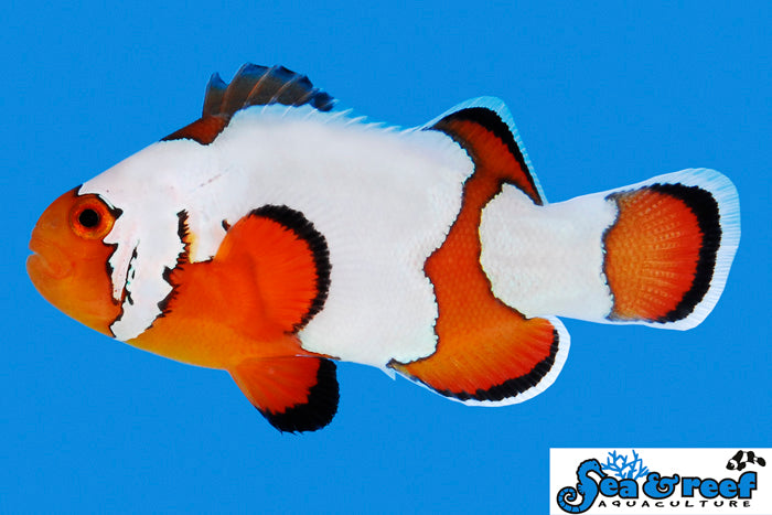 Detail photo for Premium Snowflake Clownfish