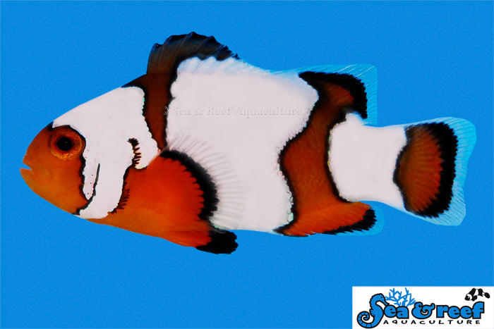 Detail photo for Snowflake Ocellaris Clownfish