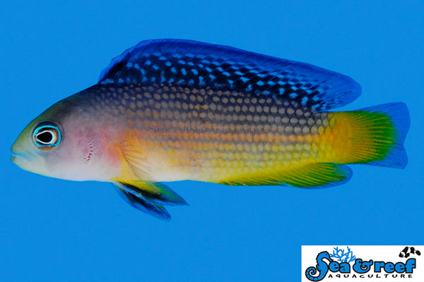 Detail photo for Splendid Dottybacks