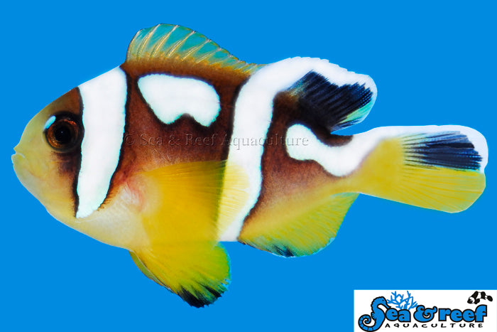 Detail photo for Spotcinctus Clownfish