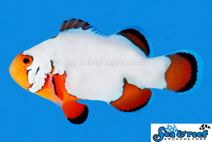 Detail photo for Ultra Snowflake Clownfish
