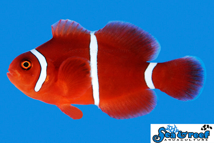 Detail photo for White Stripe Maroon Clownfish