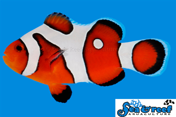 Detail photo for DaVinci Ocellaris Grade A Clownfish