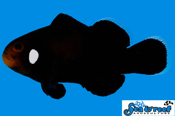 Detail photo for Domino Clownfish