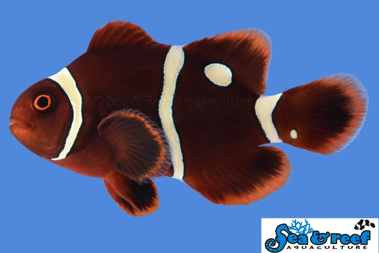 Detail photo for Gold Dot Maroon Clownfish