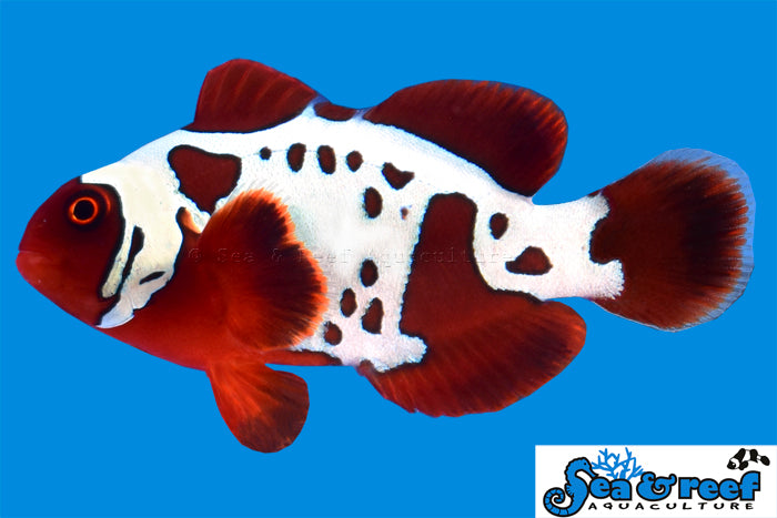 Detail photo for Gold Lightning Maroon Clownfish