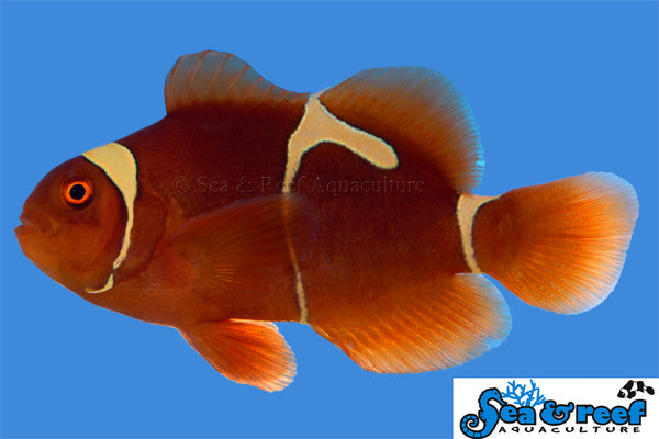 Detail photo for Goldflake Maroon Clownfish