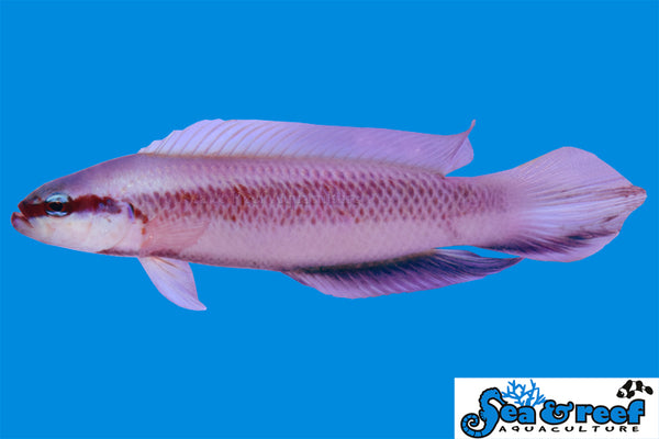 Detail photo for Electric Indigo Dottybacks