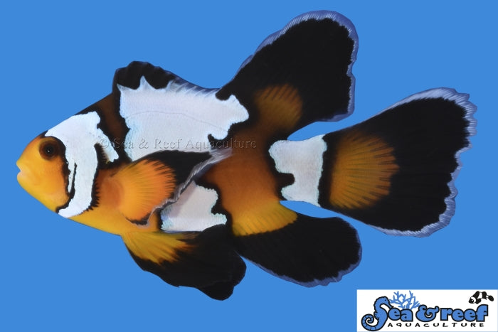 Detail photo for Longfin Black Ice Clownfish