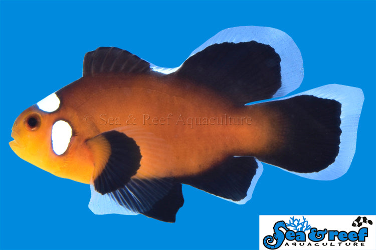 Detail photo for Longfin Domino Clownfish