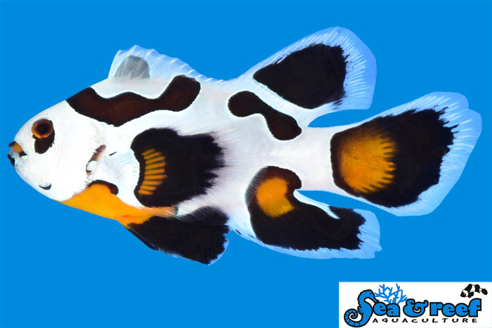Detail photo for Longfin Mocha Storm Clownfish