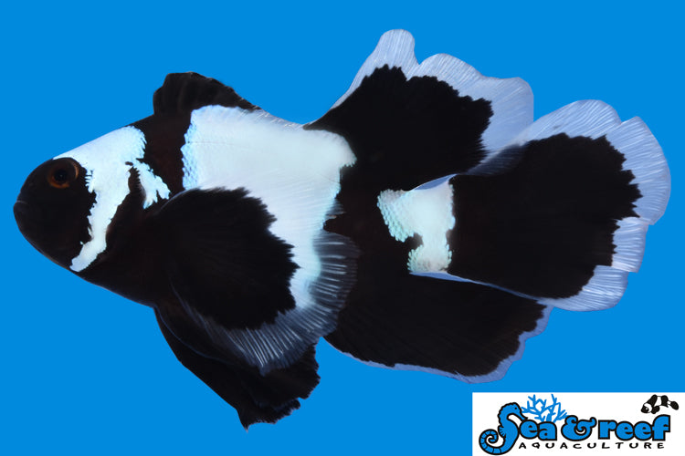 Detail photo for Longfin Phantom Clownfish