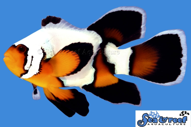 Detail photo for Longfin Premium Black Ice Clownfish