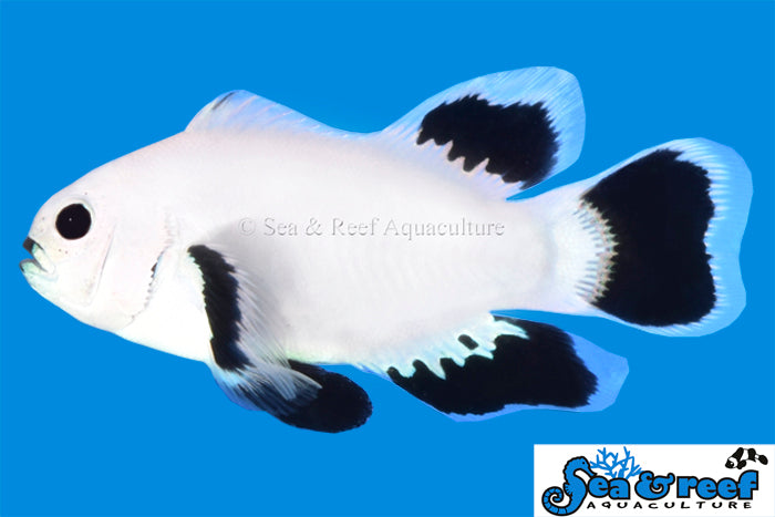 Detail photo for Longfin Snow Storm Clownfish