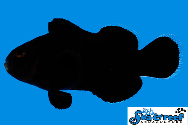 Detail photo for Midnight Clownfish
